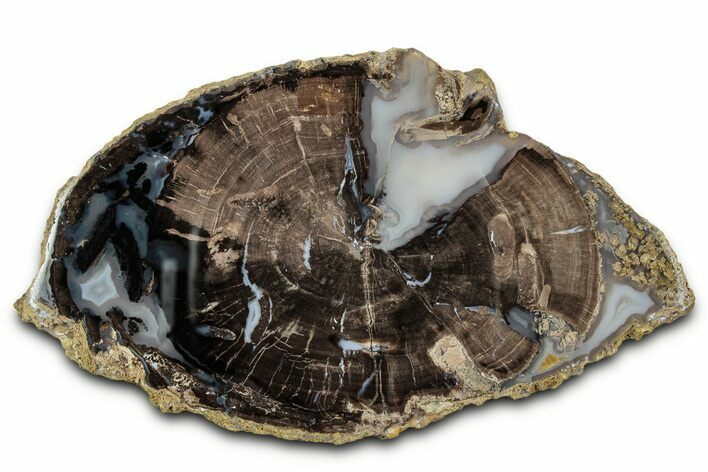 Petrified Wood (Schinoxylon) Round - Blue Forest, Wyoming #334998